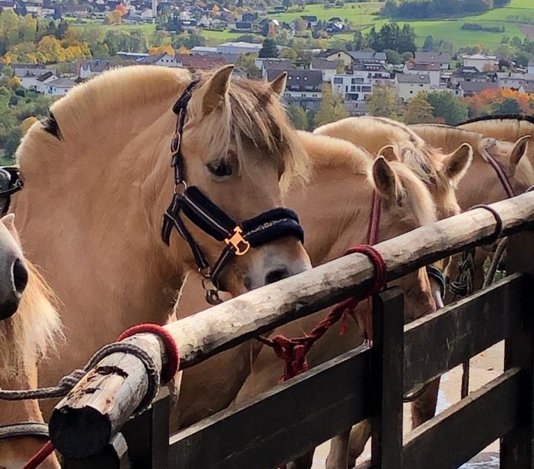 Mutter, Tochter und Pferd  (1)