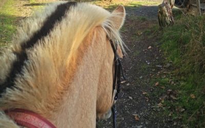 Girls only – Reiten für Mädchen