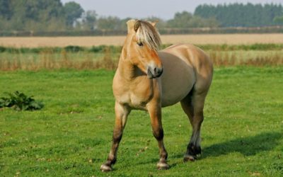 Mutter, Tochter und Pferd (2)