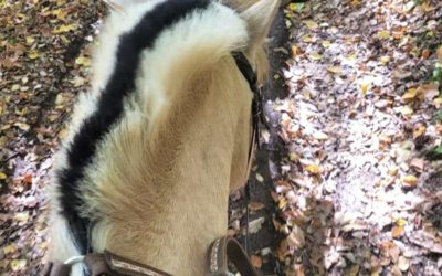 Mutter, Tochter und Pferd (1)