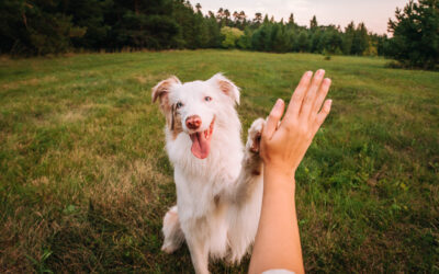 Frau(chen) und Hund (1)