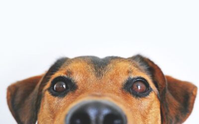 Frau(chen) und Hund (2) – Ausgebucht